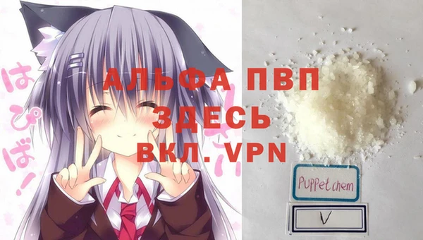 стаф Новокубанск